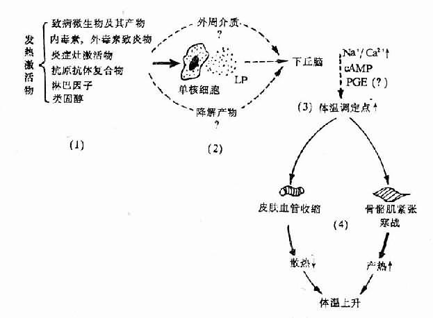 发烧体温上升是什么原理_发烧体温图片(2)