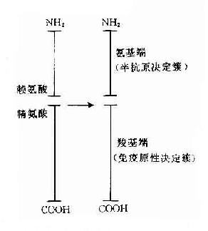 抗原性