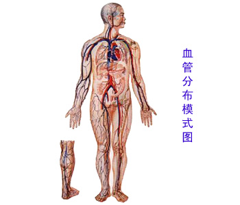 Arterial Ligament