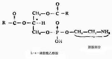 医学gdp胆碱是什么意思啊_医美消费回归理性化,营销该何去何从