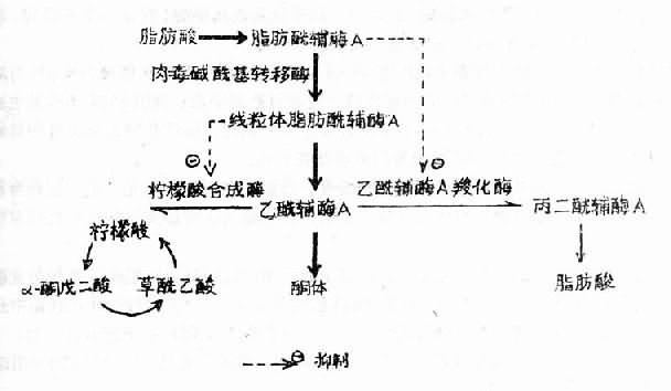 糖尿病的人透析是什么原理_什么是糖尿病图片